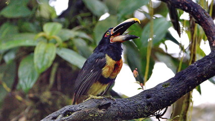 Pale-mandibled aracari (Pteroglossus erythropygius) in a tree with its beak open in Mindo, Ecuador