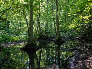 Sumpfiges Biotop im Wald