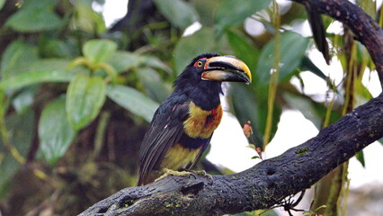 Pale-mandibled aracari (Pteroglossus erythropygius) in a tree in Mindo, Ecuador