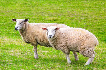 Naklejka na ściany i meble Sheep graze on green meadow in moorland Lower Saxony Germany.
