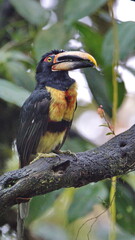 Pale-mandibled aracari (Pteroglossus erythropygius) in a tree in Mindo, Ecuador