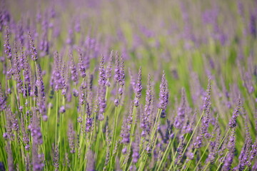 The lavender fields in this town are just lovely.