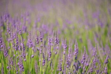 Obraz premium The lavender fields in this town are just lovely.