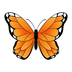 Monarch Butterfly Vector illustration - Beautiful tropical Butterfly