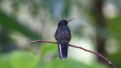 Velvet Purple Coronet (Boissonneaua jardini) perched on a twig in Mindo, Ecuador