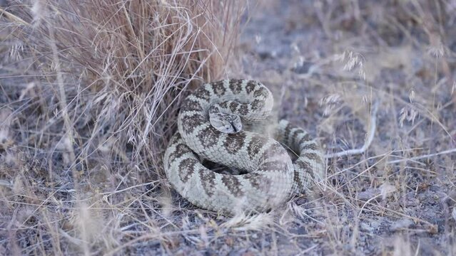  Great basin rattlesnake coiled to strike with only tongue moving