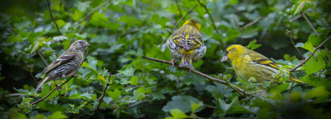 The Eurasian siskin (Spinus spinus)  bird