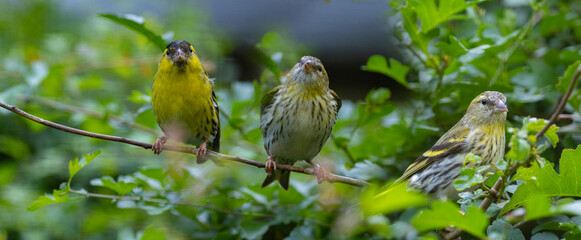 The Eurasian siskin (Spinus spinus)  bird