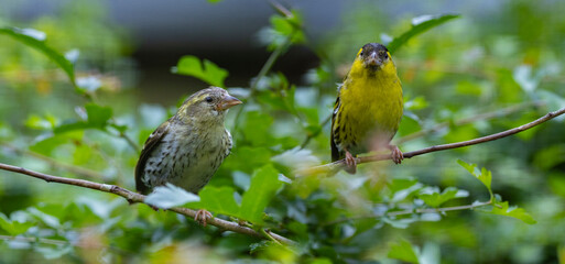 The Eurasian siskin (Spinus spinus)  birds female and male