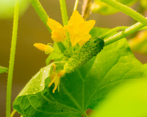 small young natural green cucumber grows on a branch in an eco-friendly farm close-up without people