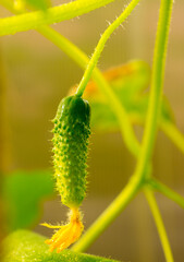 small young natural green cucumber grows on a branch in an eco-friendly farm close-up without people