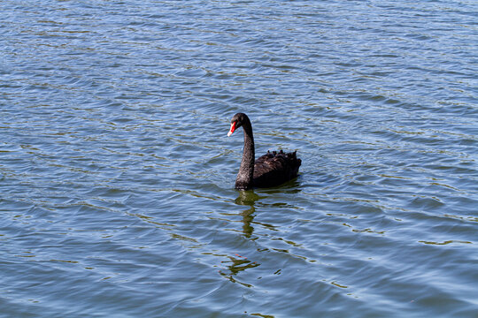 gansos patos