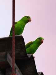 couple of green parrots known as the Orange-winged Parrot (Amazona amazonica), perched together...