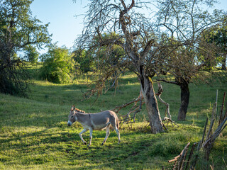Junge Esel auf der Koppel