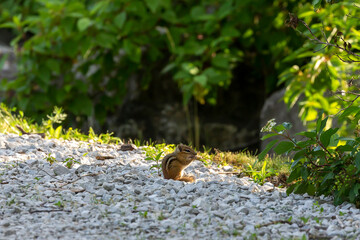 The young eastern chipmunk. Is a chipmunk species found in eastern North America