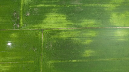 The Paddy Rice Fields of Kedah and Perlis, Malaysia