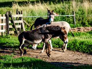 Junge Esel auf der Koppel