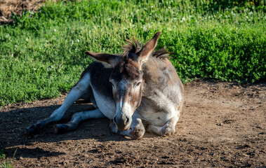 Fototapeta premium Junge Esel auf der Koppel