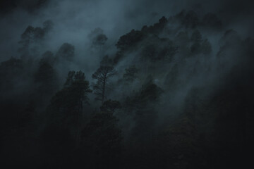 Fototapeta na wymiar misty forest in the fog