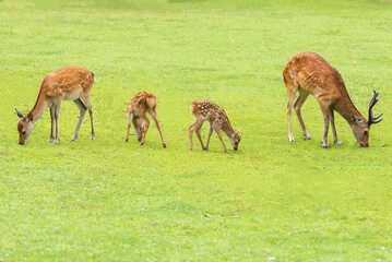 Naklejka na ściany i meble 奈良公園の鹿の家族