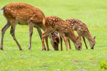 Naklejka na ściany i meble 奈良公園の鹿の家族