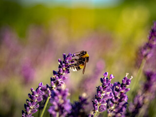 Hummel und Lavendelblüten