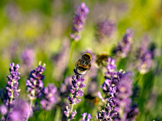 Hummel und Lavendelblüten
