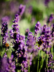 Hummel und Lavendelblüten