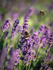 Hummel und Lavendelblüten