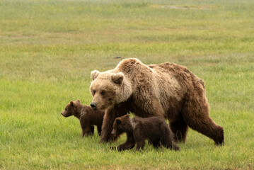 Alaskan Coastal Brown Bears At Lake Clark