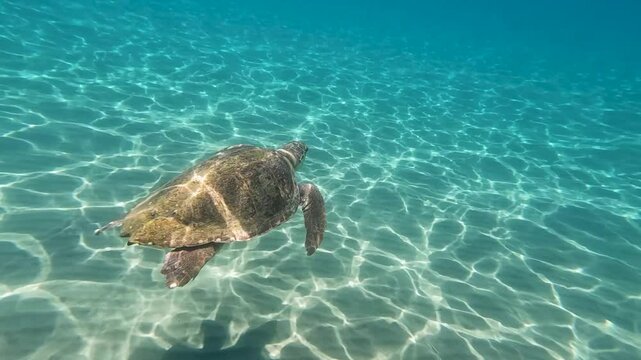 Swimming sea turtle in de blue oceaan underwater filming