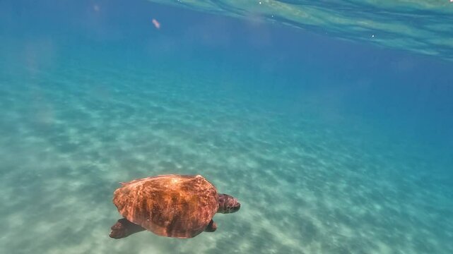Loggerhead turtle marine sea life swimming underwater