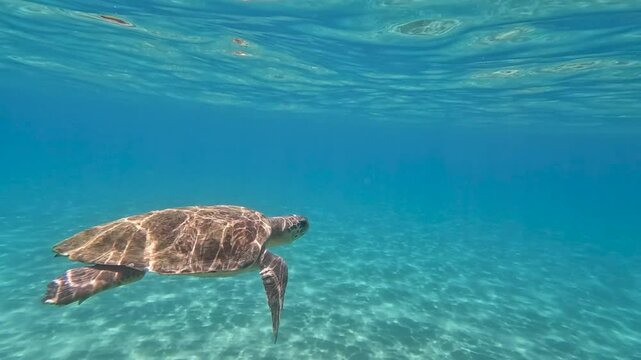Caretta sea turtle swimming underwater in slowmotion