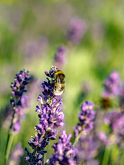 Hummel und Lavendelblüten