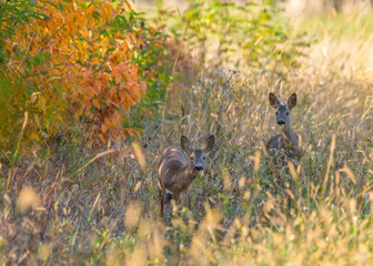 Wild deers (dama dama) in autumn magic morning, in the forests of Romania