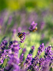 Hummel und Lavendelblüten