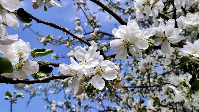 Apple Orchard in Full Bloom. Blooming apple tree in spring time.