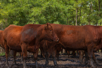 vacas marrones en el campo 