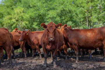 vacas marrones en el campo 