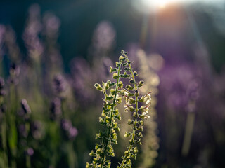 Hummel und Lavendelblüten
