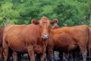 vacas marrones en el campo 