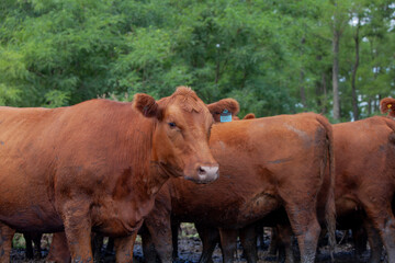 vacas marrones en el campo 