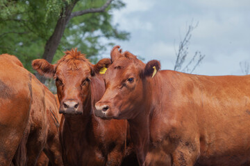 vacas marrones en el campo 