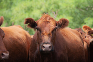vacas marrones en el campo 