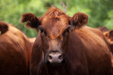 Fototapeta premium vacas marrones en el campo 