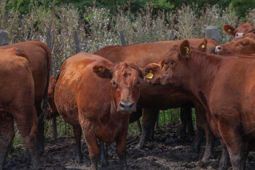 vacas marrones en el campo 