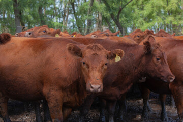 vacas marrones en el campo 