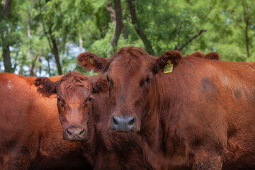 vacas marrones en el campo 