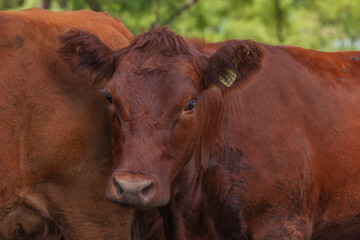 vacas marrones en el campo 