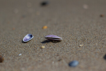 Fototapeta na wymiar sea ​​shell on the sandy shore